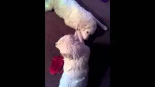 Belle & Nuk 2