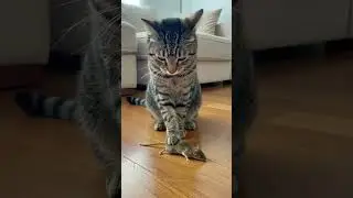 Gato ou rato: quem leva a melhor nesse final inesperado?