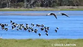 Pied stilt Australia