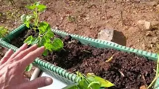 Wintering over Sweet Potato vines for next years crop - First try