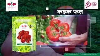 Shreya | Tomato | East West Seed