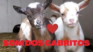 Som de Cabritos e Cabras - Sheep and Goat Sounds Effect - FARM ANIMAL