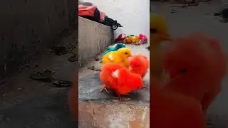 Small chicks sound || cute chicken baby #chicks #chuza #chuze #colorfullchicks #short #viral #shorts
