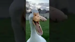 Quack...Quack...🦢#duck #ducksound