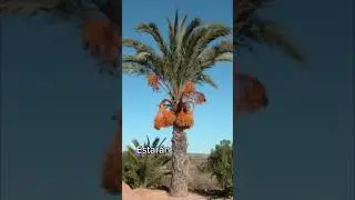 Fruct&iacute;feros en la vejez