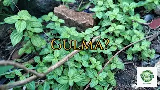 HARTA KARUN DI SEKITAR RUMAH KITA || Pouzolzia zeylanica