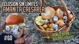 Tesoro bajo los robles | Brote INCREIBLE de Amanita Caesarea + Bonus Boletus
