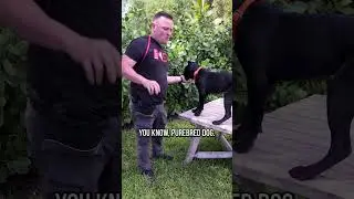 The North American Mastiff, Is It a Real Breed?