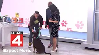How to train your dog: Expert tips for lasting results