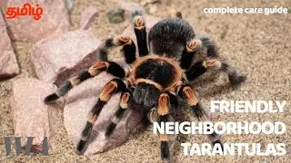 TARANTULA | PET TARANTULA CARE GUIDE IN தமிழ் | Nature's Paw Exotic Pet