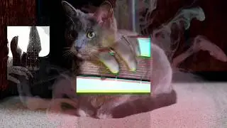 WARWICK - CON DOLOR (VIDEO LYRICS) (2020)