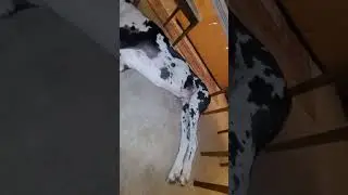 Great Dane Love He Lays At My Feet