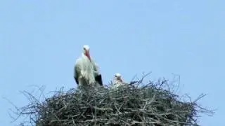 Storks making sounds