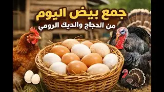 بيض طري من المزرعة 🥚🐔🦃 شوفو كيفاش كنجمعوه