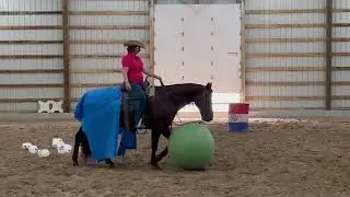 Cain Ranch, Ranch Reining/Riding, Mounted Shooting Prospect AQHA Gelding