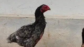 my home breede.shows😍😍😍Hen TEEKAR