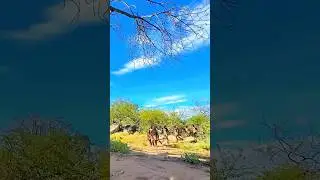 Surpresa na Selva! 🐂 Iaque Selvagem Confronta Grupo de Ca&ccedil;adores 🏹 #Shorts #Brasil #Iaque #Portugal