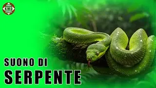 Il suono del Serpente: Il vero sibilo del deserto &ndash; SUONI DI ANIMALI 🐍
