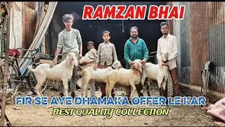 RAMZAN BHAI LE KAR AYE BEST QUALITY COLLECTION DHAMAKA OFFER #goat #goatfarming #animals #trader 