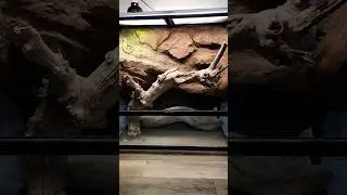 This custom enclosure was designed for a pretty sick pair of painted agamas. #reptiles #enclosure