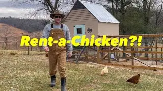 Making Money by Renting Chickens?!?!
