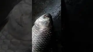 Big size Fish13.5kg 10-04-20
