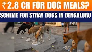 Bengaluru to Feed Stray Dogs Daily | ₹2.8 Cr Mid-Day Meal Scheme Sparks Debate | News9