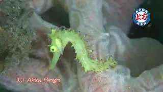 イバラタツ　thorny seahorse 　Hippocampus histrix 　Lembeh　Resort　タツノオトシゴ