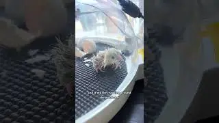 How chick hatching works 😱