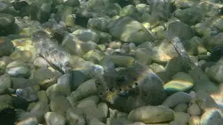 Riesengrundel (Gobius cobitis)