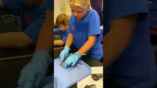 Behind the Scenes at Science Camp: Cow Eye Dissection