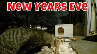 Live Winter Wild Animal Ambience Cam New Years Eve! 🦆😻🦌🐦🦊🦝