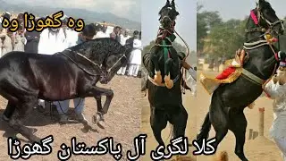 Best hourse dance in the world 🌎 kala lgri hourse 
