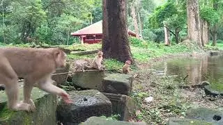 A crazy monkey 🤣🐵 is stealing some stuff, @Angielika_1404 