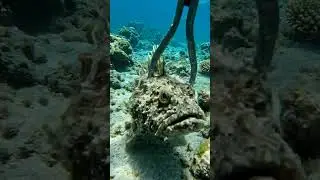 Stone fish catch #scubadiving #aquaticlife #fishkeepinghobby