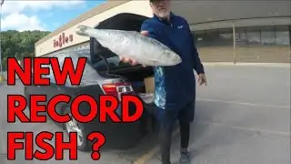 &ldquo;New&rdquo; WORLD RECORD SKIPJACK HERRING  &  A Monster-Size Piece of Cut Bait