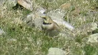 Shore Lark - Clee Hill - Shropshire - 8th April 2017