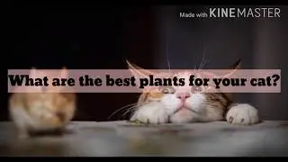 Best Plants for Cats