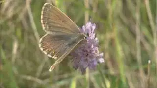 Chalkhill Blue Butterfly Lysandra coridon female, Surrey, England