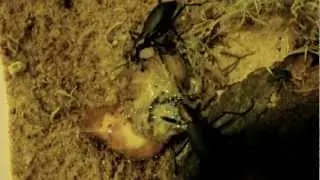 Damaster blaptoides rugipennis