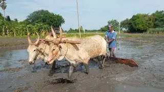 Bullock Cart work in agriculture land|Bullock Cart videos|Life Time Farmer