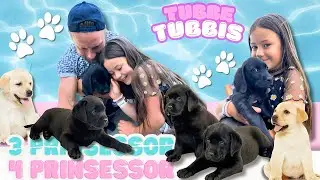 Vi hämtar en hundvalp🐾🐕‍🦺💙 - 3prinsessor VLOGG