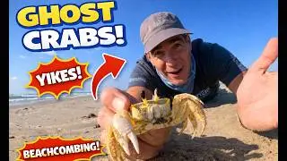 Beachcombing - Ghost Crab