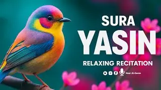 Surah Yasin (Yaseen) for Healing | Relieve Stress, Depression & Anxiety | سورة يس | Noor Al-Quran