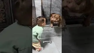 Baby Saves Giant Pitbull Nobody Wanted 🥺