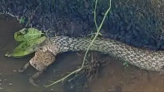 🐍Snake Awareness🐍