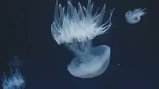 Crossota Norvegica  The Weird Wonders of the Deep Sea