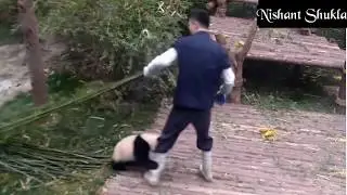 Cute Naughty Panda Fun with worker | Funny Video |