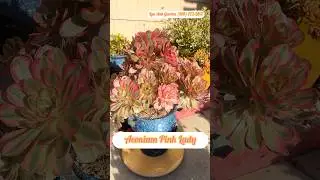 Aeonium Pink Lady Succulent | Musical Tribute in Handmade 3D Ceramic Pot #aeonium #plant #succulent