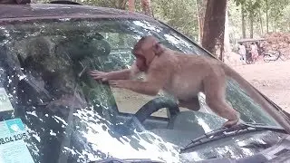 Sweet Pea is King of Funny Baby Monkeys Over The World